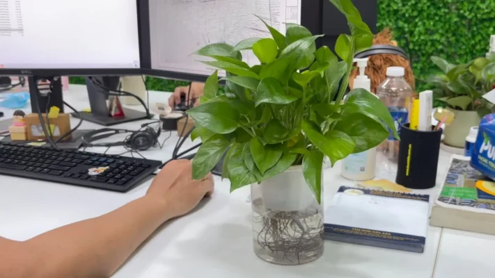 A potted plant in a glass vase on an office desk with computer accessories.
