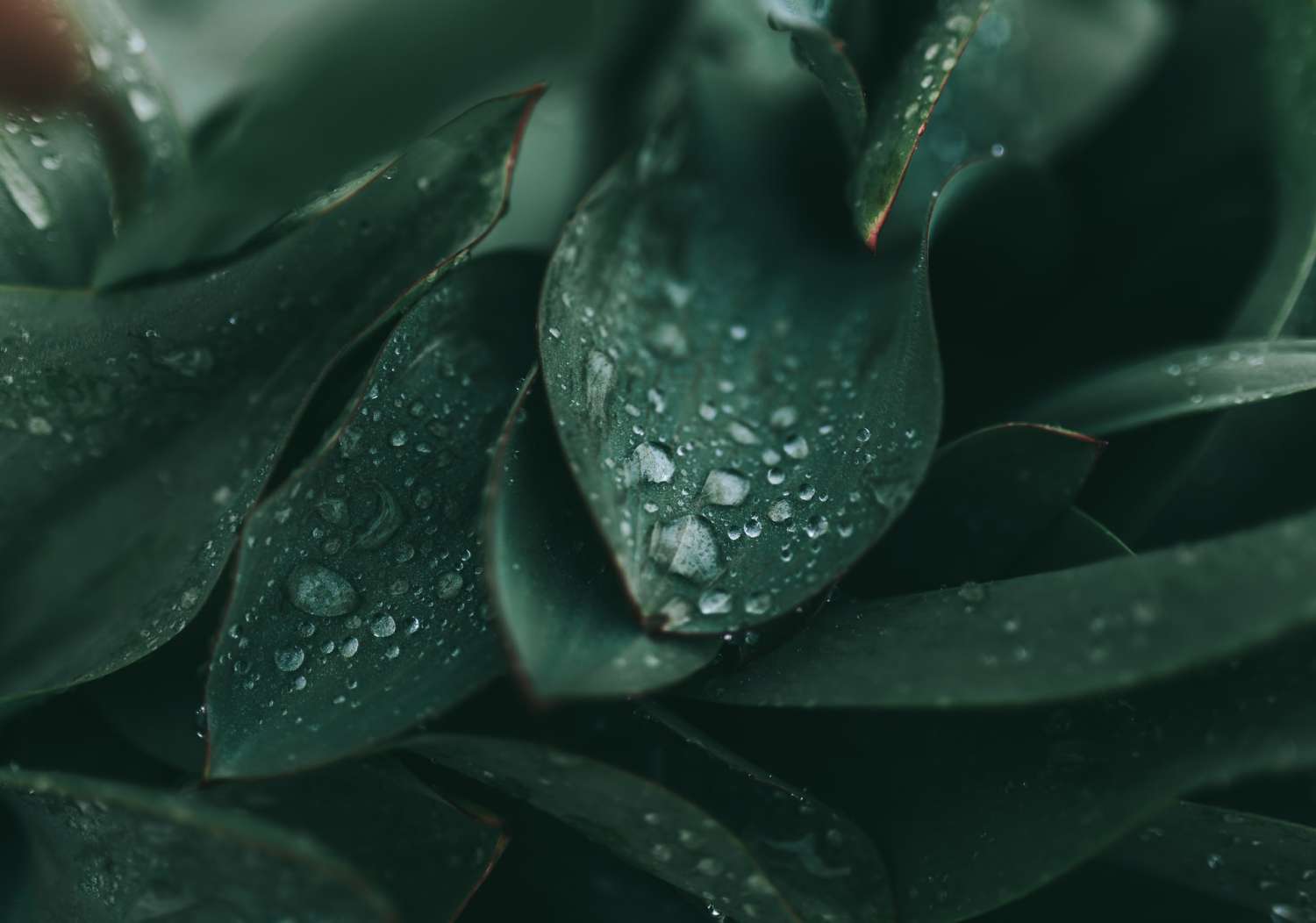 Close-up of dark green leaves with water droplets, highlighting leaf texture and detail.