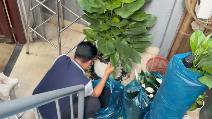 Person in navy shirt repotting a large plant into a white pot on tiled floor.