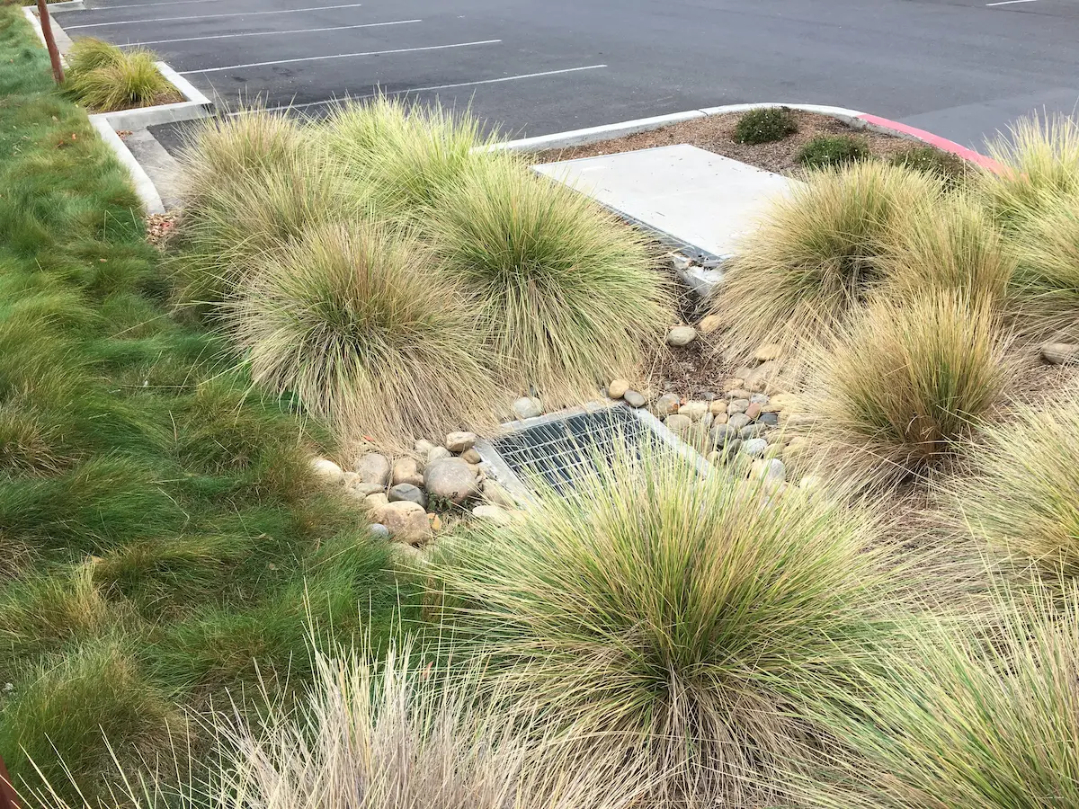 Storm drain with rocks and grasses in landscaped area beside empty parking lot.